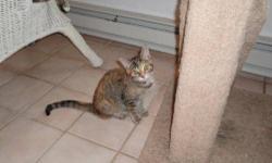 Torbie - Sugarplum - Medium - Young - Female - Cat
Super duper sweet and pretty as a picture! She is a brown, cream, orange princess with tabby marking on her legs. Sugar is about 2 years old. Sugarplum has a quiet and independent nature but loves to be