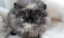 Ted E. Bear Persians has available an adorable tort female Persian kitten. She is now eight weeks old and will be available as soon as she sees the vet. Her date of birth is February 15, 2014. The tort color is classified as a solid color with the Cat