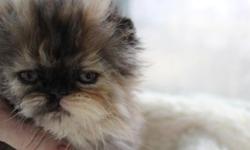 Ted E. Bear Persians has available an adorable tort female Persian kitten. She is now eight weeks old and will be available as soon as she sees the vet. Her date of birth is February 15, 2014. The torti color is classified as a solid color with the Cat