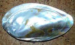 TORTISE SHELL PRE 1970s genuine passes all tests
Not plastic or Bakelite. Can be used for decorative or
Even ash tray or resale (legal) 7 and three quarters wide
4 and a quarter wide 1 and a quarter deep. (legal) This item is highly in demand
Since they