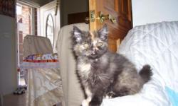 Persian female kittens. 1st vaccinations included. Comes with CFA registration. They have darker color in front and lighter color in back. If you are interested, please call the number in the ad. I can't answer email.