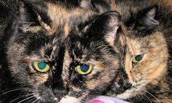 Tortoiseshell - Baby - Small - Adult - Female - Cat
Small adult female Tortoiseshell. Baby is sweet and beautiful, diminutive four year old. She and another cat she'd been living with came into foster care because their human developed dementia. They