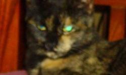 Tortoiseshell - Clarissa - Medium - Adult - Female - Cat
My name is Clarissa and I was surrendered to the shelter as a stray in August 2012, along with my 3 babies. I am a very sweet, loving girl!
Adoption Process: HAHS has an adoption application that