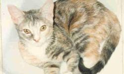 Tortoiseshell - Corkie A/k/a Candy - Medium - Senior - Female
Sweet Cat. About 16 years old. Was adopted by an elderly woman a few years ago after being listed on this site but lady is going into a nursing home so Corkie is looking for another home. Very
