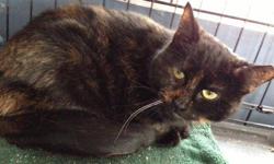Tortoiseshell - Cosette - Polydactyl - Small - Young - Female
Cosette was living in a feral colony that was being fed by an elderly woman. Cosette got brought to me because she developed an upper respiratory infection. Upon meeting her she danced and went