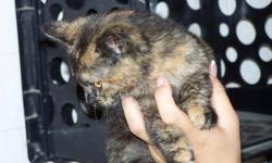 Tortoiseshell - Farrah - Small - Young - Female - Cat
Farrah, was abandoned days before she was about to deliver the cutest litter of 7. She found a foster home and instantly showed that she is a lap cat and would love to find a lap to call her own. She