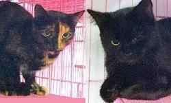 Tortoiseshell - Ginger & Scottie - Medium - Young - Female - Cat
Ginger (Tortoiseshell on the left) and Scotty (dark gray on the right) are about a year old. They were homeless and then trapped in Hudson. They are feral, so a barn situation will be best