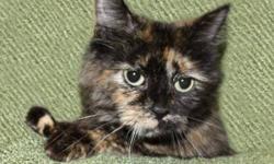 Tortoiseshell - Heather - Medium - Adult - Female - Cat
Heather is a stray
Unfortunately, not all animals that are surrendered to our Humane Society have histories. Please come visit Heather at the Humane Society of Wayne County and learn about her