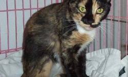 Tortoiseshell - Hermione - Medium - Young - Female - Cat
Hermione was rescued from a large colony of cats, where she was dumped (or found on her own when lost). She was not a feral and was someone's pet as she is such a friendly Tortoiseshell girl. She is