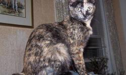 Tortoiseshell - Kelly - Medium - Young - Female - Cat
"I am a very social, interactive, loving young lady. I would be best as the only cat in the household. I love to hang out with the family and to be included in the household activities. I was adopted