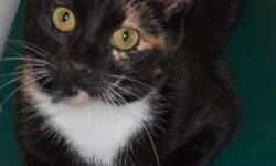 Tortoiseshell - Kodachrome - Medium - Young - Female - Cat
A rainbow of cat colors!!
Kodachrome's luxurious fur includes just about every cat color known and her tail is bushy and soft! She was born approximately 4/15/12 and was found on the back porch of