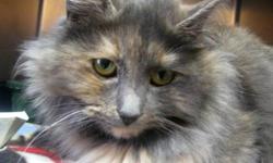 Tortoiseshell - Libby - Medium - Adult - Female - Cat
I am a fluff ball who is full of love! I love to cuddle and snuggle with you!
CHARACTERISTICS:
Breed: Tortoiseshell
Size: Medium
Petfinder ID: 25069224
CONTACT:
Central New York SPCA | Syracuse, NY |