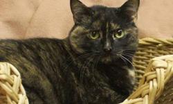 Tortoiseshell - Lisa - Medium - Adult - Female - Cat
Lisa is medium-long hair, very sweet, loves other cats and her foster Mom?s little dog. She easily adapted to her foster home and she has been a wonderful attentive mom to five kittens. Lisa is not the