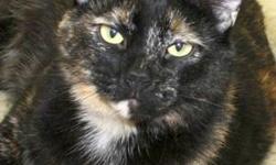 Tortoiseshell - Liz Taylor - Medium - Adult - Female - Cat
Hello fans. I know you cant get enough of me. I am so beautiful. Today I am featuring one of my newest pieces of jewelry. Isnt it lovely? You might be able to have your own private interview with