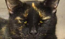 Tortoiseshell - Loni Bell - Small - Adult - Female - Cat
Female about 7 years old. Deparasitized, vaccines, FIV/FeLV negative. Loni hides around other cats- she does like most dogs.
CHARACTERISTICS:
Breed: Tortoiseshell
Size: Small
Petfinder ID: 17196687