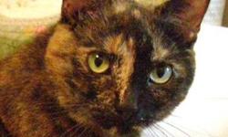 Tortoiseshell - Lydia - Medium - Adult - Female - Cat
Are My Eyes Gold or Green???
Lydia was born early 2005. She is a very beautiful tortoiseshell. Sometimes her eyes look gold, and sometimes they look green. She loves to follow her foster mom around the