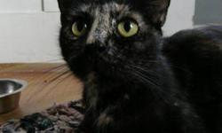 Tortoiseshell - Mackenzie - Medium - Adult - Female - Cat
Mackenzie, a young adult of about 2 years old, was rescued from the streets on the verge of motherhood. Two days after being rescued, Mackenzie gave birth to 7 beautiful kittens (who are also