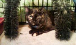 Tortoiseshell - Mackenzie - Medium - Adult - Female - Cat
Mackenzie, a young adult of about 2 years old, was rescued from the streets on the verge of motherhood. Two days after being rescued, Mackenzie gave birth to 7 beautiful kittens (who are also