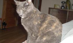 Tortoiseshell - Mackenzie - Medium - Adult - Female - Cat
Mackenzie, a young adult of about 2 years old, was rescued from the streets on the verge of motherhood. Two days after being rescued, Mackenzie gave birth to 7 beautiful kittens. Mackenzie is a