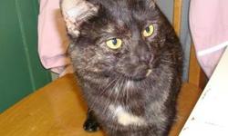 Tortoiseshell - Maddie - Medium - Adult - Female - Cat
Maddie iis now about 3 years old. She has been with us for two years and we can;t understand why? Maddie?s family moved and left her to fend for herself and her four kittens. This gorgeous gal is ever