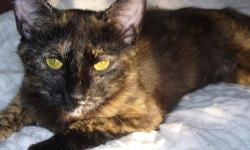 Tortoiseshell - Millie - Medium - Young - Female - Cat
Millie is a 2 year-old Tortoiseshell girl who was rescued from Millerton,NY, along with her daughter Lulu (who is also on this site). She's even-tempered, well-adjusted, and looking for a forever