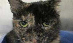 Tortoiseshell - Myra - Medium - Adult - Female - Cat
Pumpkin is a spayed 3 year-old special needs cat. She shy but friendly and must be an indoor cat.
CHARACTERISTICS:
Breed: Tortoiseshell
Size: Medium
Petfinder ID: 15511689
ADDITIONAL INFO:
Pet has been