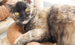 Tortoiseshell - Peach - Large - Adult - Female - Cat
"Peach" has her own language! Little Peach was surrendered by an owner that could no longer care for her. Peach, just 1 year old, can say "Meow" ten different ways and will quickly show you what a