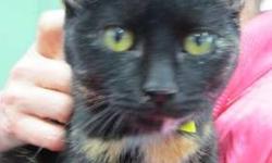 Tortoiseshell - Pelle - Medium - Baby - Female - Cat
(No. 820) I'm called Pelle. I'm a sweet natured female tortoiseshell kitten under a year old. I came to the shelter as a stray but I love everyone I meet. You can see from my photos that my favorite