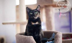 Tortoiseshell - Priscilla'pick Me Up!' - Small - Young - Female
Who is the prettiest of them all?! Priscilla has a big and loving personality - don't let her small size fool you! Actually, it is amazing that what was a twice-discarded sad and skinny