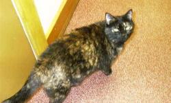 Tortoiseshell - Rhya - Medium - Senior - Female - Cat
Rhya arrived in Sept. 2006, and is ~8-9 years old, and is a very beautiful Tortoisehell. She needs to be an only pet, because she makes it very clear that she dislikes the other cats and dogs. She