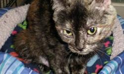 Tortoiseshell - Sassy - Small - Adult - Female - Cat
Small female Tortoiseshell. This sweet cat was surrendered (one of nine) when her owner became ill and lost her home to foreclosure as a result of medical expenses. Sassy hopes to find a home as loving