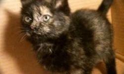Tortoiseshell - Scout (girl) - Medium - Baby - Female - Cat
This little (girl) SCOUT has earned her badge with us in survival & friendliness. For a baby, she has no fear, extremely friendly towards all others (including animals)! PANT took her into the