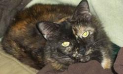 Tortoiseshell - Simone - Medium - Senior - Female - Cat
Let's take care of each other :)
Simone is a gorgeous tortoiseshell with bright, beautiful markings. She was born with no tail. Simone was born November 1st, 2002.
Simone belonged to a person with
