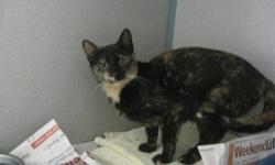 Tortoiseshell - Skylar - Small - Young - Female - Cat
Skylar came from a local farm and originally I thought she'd be a great farm cat, however she is now looking for attention and affection. Skylar was recently moved to our free roaming room and LOVES