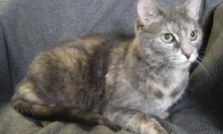 Tortoiseshell - Sookie - Large - Adult - Female - Cat
Ok, we won't mince words here. Sookie is a big girl but she gets around just fine and is full of love and affection. If you'd like more info on adopting Sookie, please contact [email removed]