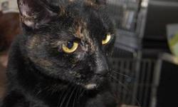 Tortoiseshell - Tammy - Large - Adult - Female - Cat
CHARACTERISTICS:
Breed: Tortoiseshell
Size: Large
Petfinder ID: 25095286
CONTACT:
North Country Animal Shelter | Malone, NY | 518-483-8079
For additional information, reply to this ad or see: