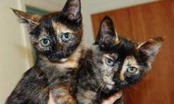 Tortoiseshell - Twins - Brittany And Danielle - Medium - Young
CHARACTERISTICS:
Breed: Tortoiseshell
Size: Medium
Petfinder ID: 23618224
ADDITIONAL INFO:
Pet has been spayed/neutered
CONTACT:
North Country Animal Shelter | Malone, NY | 518-483-8079
For