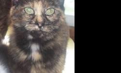 Tortoiseshell - Yvette - Medium - Baby - Female - Cat
Yvette is a pretty little tortie girl looking for her forever home. Please contact Barb at 315-343-2959 for more info on adoption.
CHARACTERISTICS:
Breed: Tortoiseshell
Size: Medium
Petfinder ID: