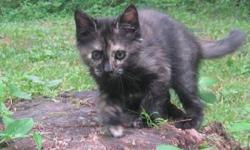 Tortoiseshell - Zoey - Medium - Baby - Female - Cat
To fill out an adoption application for this cat, please click here  . We'll review it and get back to you as soon as possible!
Please be patient with us as we take every application seriously and will