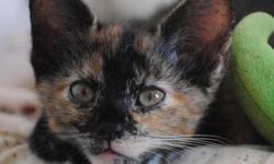 Tortoiseshell - Zoey - Medium - Baby - Female - Cat
Zo Zo Zoey. This gorgeous little girl has to be one of the sweetest kittens ever. She often can be found curled up on a volunteer's lap soaking up the love and attention, she loves to be held like a baby