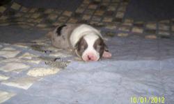 these puppies are 25% rat terrier and75% austrailin shepherds.they were born on 9 /21/ 12. two girls and one boy. they have had their tails docked and dew claws removed.they will be wormed twice by the time they leave and will be utd on shots.the blue