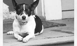 Toy Fox Terrier - Betty - Small - Adult - Female - Dog
Betty has had a very hard life before she came into the care Amber's Angels Rescue. Betty is still trying how to learn to trust humans again. She would be a great companion for another calmer dog.