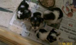 I HAVE FOUR TOY SIZE PARTI-COLOR MALE PUPS THAT WILL BE READY FOR CHRISTMAS. THE PICS I HAVE TAKEN ARE NOT THAT GREAT, BUT AT LEST YOU CAN SEE THEIR COLORS. I HAVE BOTH PARENTS ON THE PREMISES, WITH THE MOTHER BEING AROUND FIVE POUNDS, AND HER COLORS ARE