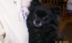 I HAVE A THREE YEAR OLD FEMALE TOY POMERANIAN FOR SALE TO A GOOD HOME ONLY. I HAVE RECORD OF RECENT VACCINES, BUT SHE DOES NOT HAVE PAPERS. SHE IS AROUND 4 TO 5 POUNDS. SHE IS ALMOST ALL BLACK EXCEPT FOR A LITTLE WHITE AROUND HER MOUTH AND TRACES ON HER
