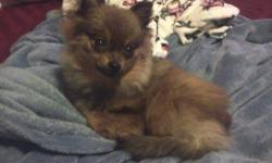 Hey There-
I have two 14 week old male Pomeranian puppies. One is a teacup and will not be more than 3 lbs... maybe even less. The other is a normal size Toy Pom. (I have only kept them this long because I have just moved into a new home and could not put