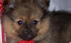 Hi Everyone!
I have one male and one female Toy Pomeranian Puppies. They are 8 weeks old and absolutely adorable!!! They truly are one of a kind, perfectly unique personalities and just growing into excellent companions. Both their parents are my own