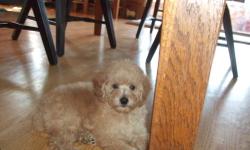 Lovely 5 months toy poodle. Very friendly and well natured . This ad was posted with the eBay Classifieds mobile app.