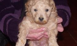AKC registered male toy poodle puppy. very quiet and sweet, playful. looks like winnie the pooh. he will be ready to go his new home mid-April. When he leaves for his new home, he will have had his first shots and vet exam. Parents on premises. Mom is