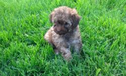 One Male Toy Poodle 8 weeks old. Has first shots and wormings. Parents on premises. will mature 5-6 lbs. Beautiful Red Sable. 315-268-0078 315-323-8192