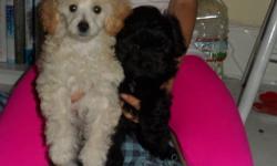 Ted is a 10 week old AKC registered toy poodle. Dallas is an 8 week old shih-poo pup. Both boys are looking or their new home. They are the last ones left from their litters and have become best friends. We would love to see them go together. They are